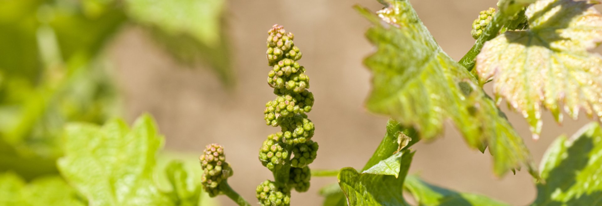 Weinblüte Stift Klosterneuburg