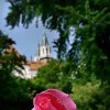 Rose und im Hintergrund die Kirchtürme des Stiftes Klosterneuburg