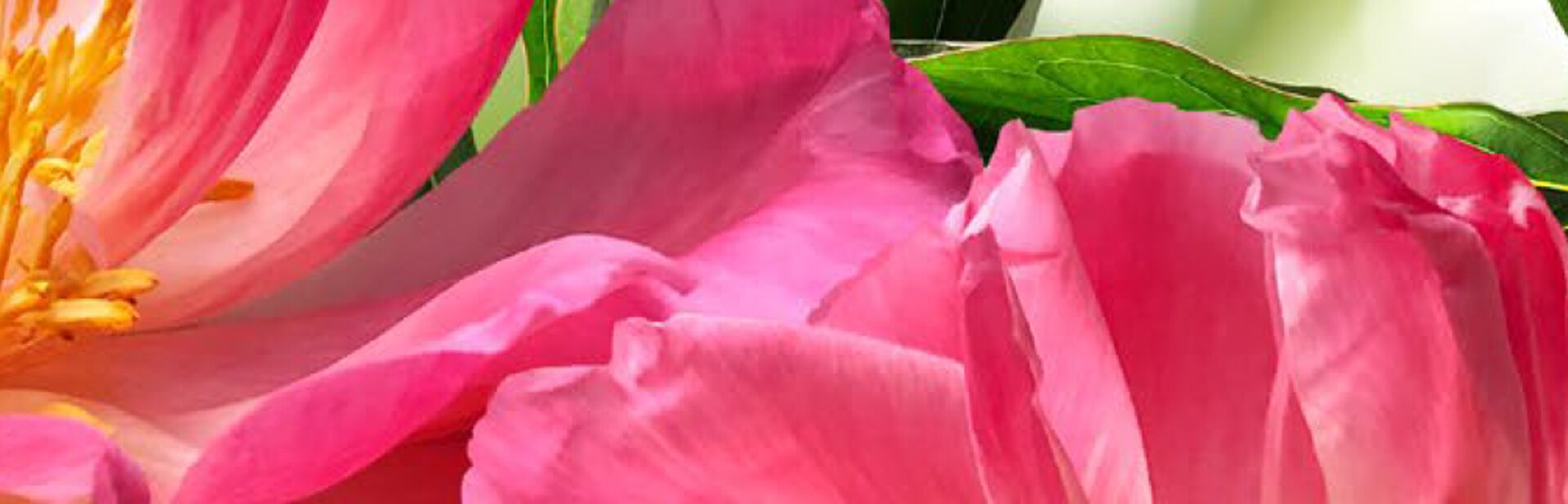 Detail einer Rose