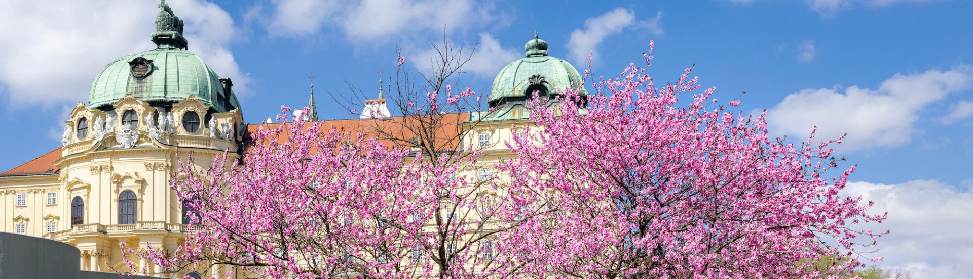 Das Stift Klosterneuburg hinter einem rosa blühenden Baum im Frühling